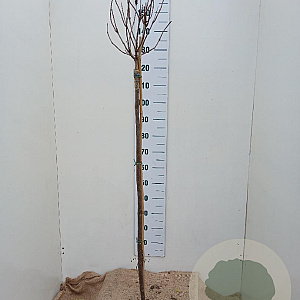 Catalpa bignonioides 'Nana' 120 cm stam 7,5L