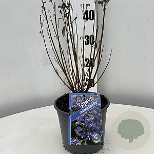 Caryopteris cland. Grand Bleu 30-40 cm 2,0L