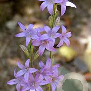 Campanula rapunculus GM P9