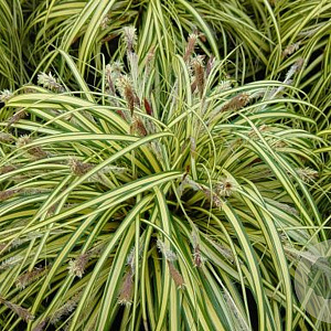 Carex brunnea 'Variegata' GM 2,0L leverbaar