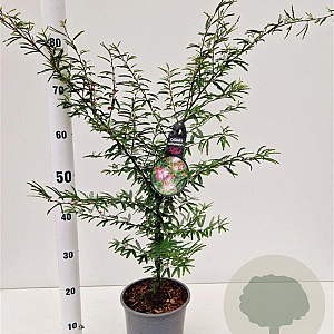 Calliandra surinamensis 50-60 cm 3,0L