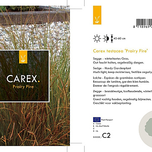 Carex testacea 'Prairie Fire' GM 2,0L