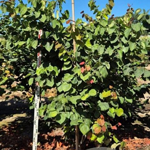 Cercis canadensis 175-200 cm draadkluit