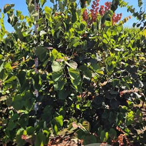Cercis canadensis 200-225 cm draadkluit