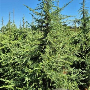 Cedrus deodara 225-250 cm draadkluit extra