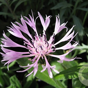 Centaurea montana 'Carnea' GM P9