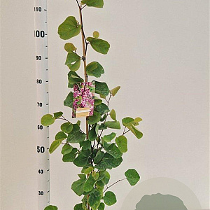 Cercis siliquastrum 100-120 cm 3,0L