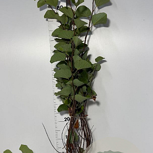Cercis siliquastrum 80-100 cm met kluit
