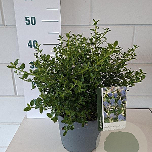 Ceanothus thyrsiflorus repens 25-30 cm 5,0L