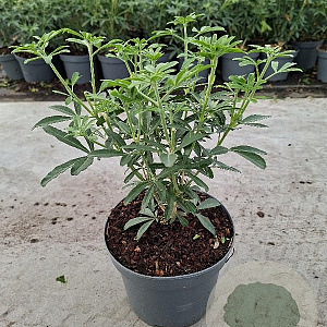 Choisya Green Fingers 30-40 cm 3,0L