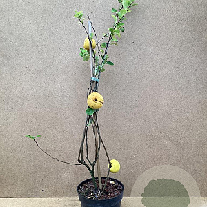 Chaenomeles j. 'Cido' 30-40 cm P15