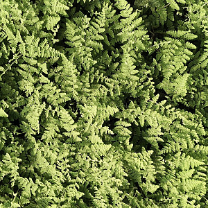 Cheilanthes lanosa GM P9