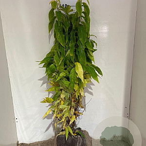 Chimonanthus praecox 100-110 cm met kluit