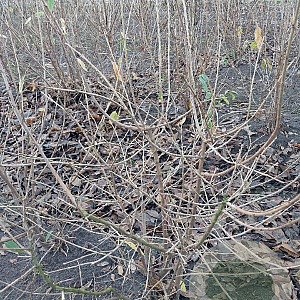Chimonanthus praecox 100-125 cm met kluit struik meerstammig