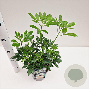 Choisya ternata 25-30 cm 2,5L