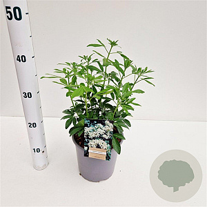 Choisya ternata 25-30 cm 2,5L
