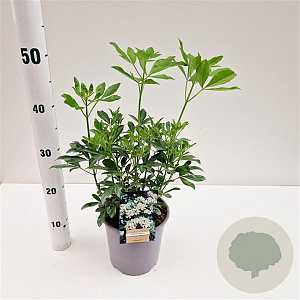 Choisya ternata 25-30 cm 2,5L