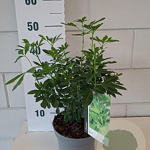 Choisya ternata 30-40 cm 3,0L