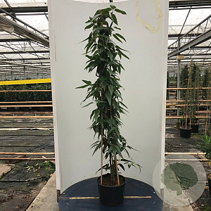 Clematis arm. 'Hendersonii Rubra' 150-175 cm 20L 3 stok