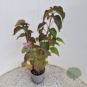 Clerodendrum trichotomum 50-60 cm 3,0L