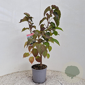 Clerodendrum trichotomum 50-60 cm 3,0L
