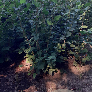 Corylus avellana 100-125 cm met kluit struik meerstammig
