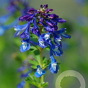 Corydalis calycosa GM P9