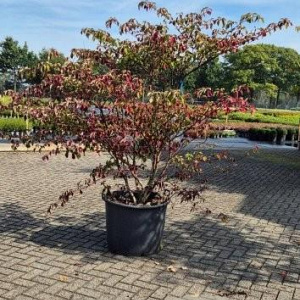 Cornus controversa 200 cm cont. 110L solitair