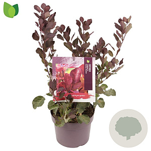 Cotinus Dusky Maiden 30-40 cm 3,0L