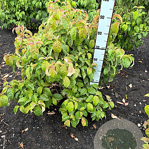 Cornus florida 80-100 cm met kluit