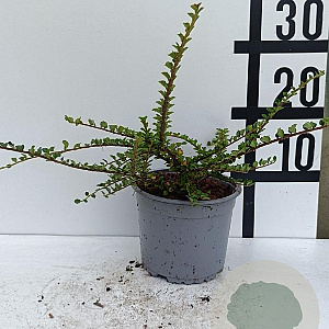 Cotoneaster horizontalis GM C1.5
