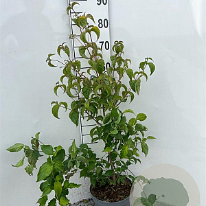 Cornus kousa chinensis 80-100 cm 5,0L