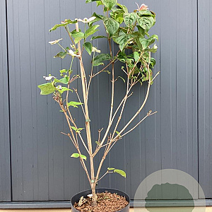 Cornus k. 'Satomi' 60-80 cm 7L