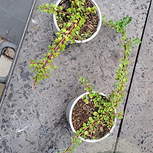 Cotoneaster pr. 'Queen of Carpets' 15-20 cm C1.3