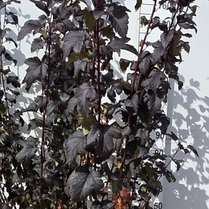 Physocarpus opulif. 'Diabolo' 150-175 cm met kluit