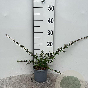 Cotoneaster suec. 'Coral Beauty' 25-30 cm C1.3