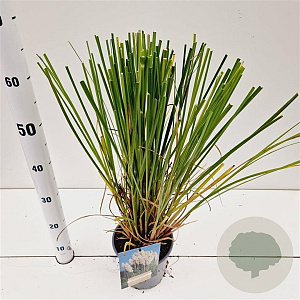 Cortaderia selloana 40-50 cm 2,5L