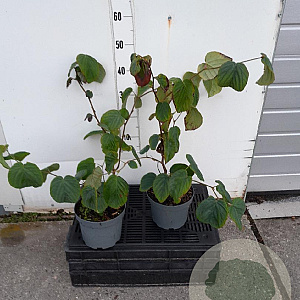 Corylopsis spicata 30 cm op 3,0L