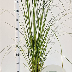 Cortaderia s. 'Rosea' 40-50 cm 2,5L