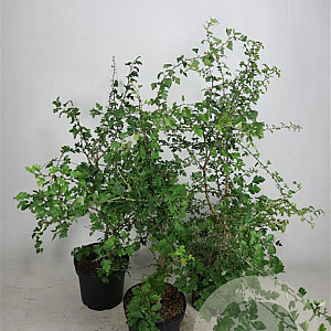 Crataegus monogyna 100-125 cm 7,5L solitair