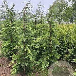 Cupressocyparis leylandii 175-200 cm 10L