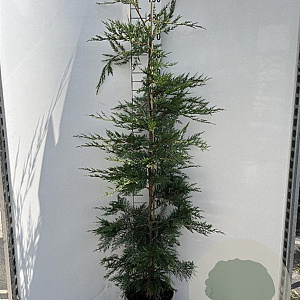 Cupressocyparis leylandii 175-200 cm 10L