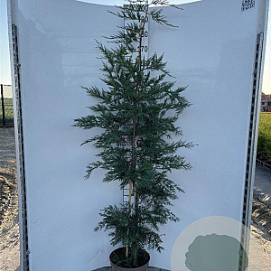 Cupressocyparis leylandii 175-200 cm 10L