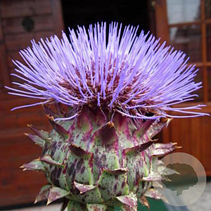 Cynara scolymus 'Cardy' GM P9
