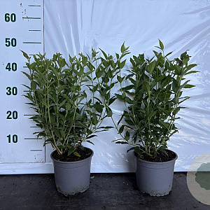 Deutzia gracilis 30-40 cm 2,0L