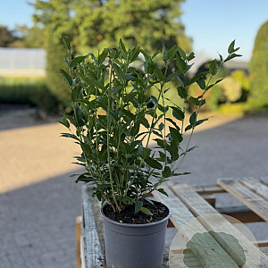 Deutzia gracilis 30-40 cm 2,0L