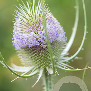 Dipsacus fullonum GM P9