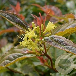 Diervilla splendens 'El Madrigal' GM 3,0L leverbaar