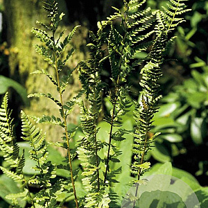 Dryopteris af. 'Cristata' GM P9