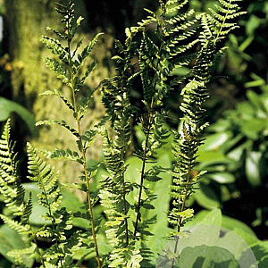 Dryopteris af. 'Cristata' GM P9